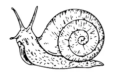 Snail Tattoo Meaning, PNG and SVG