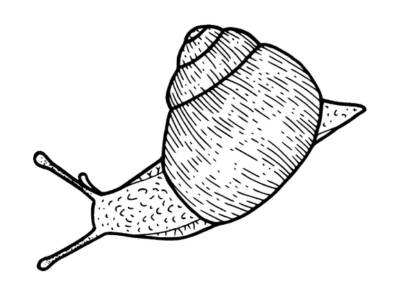 Snail Top View Tattoo Meaning, PNG and SVG