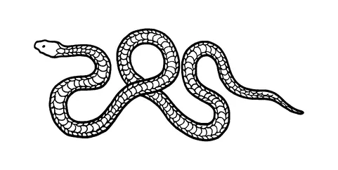 Snake Tattoo Meaning, PNG and SVG