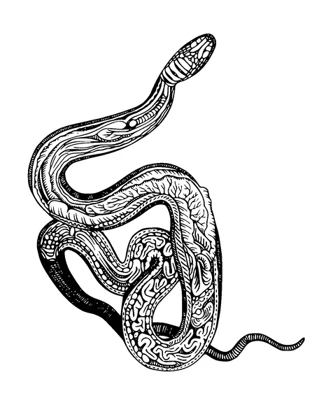 Snake Internal Anatomy Tattoo Meaning, PNG and SVG