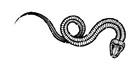 Snake Skeleton Tattoo Meaning, PNG and SVG