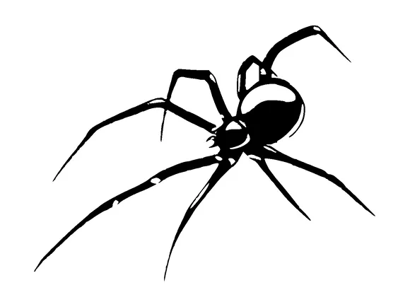 Spider Tattoo Meaning, PNG and SVG