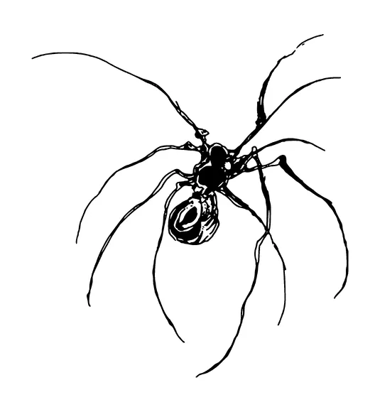 Spider Long Legs Tattoo Meaning, PNG and SVG