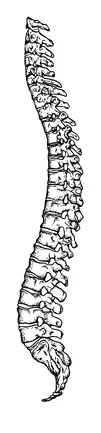 Spine Bones Tattoo Meaning, PNG and SVG