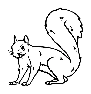 Squirrel Tattoo Meaning, PNG and SVG