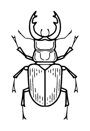 Stag Beetle Tattoo Meaning, PNG and SVG