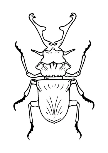 Stag Beetle Tattoo Meaning, PNG and SVG