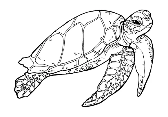 Swimming Turtle Tattoo Meaning, PNG and SVG