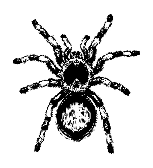 Tarantula Tattoo Meaning, PNG and SVG