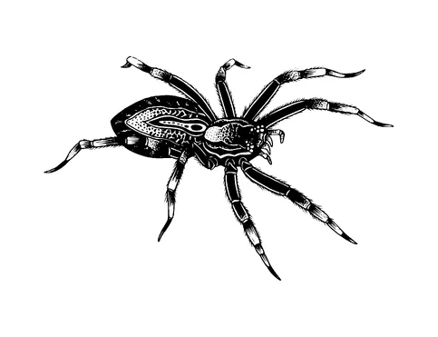 Tarantula Spider Tattoo Meaning, PNG and SVG