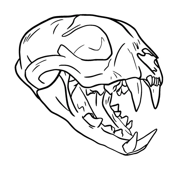 Tiger Skull Tattoo Meaning, PNG and SVG