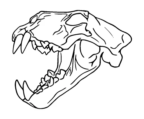 Tiger Skull Tattoo Meaning, PNG and SVG