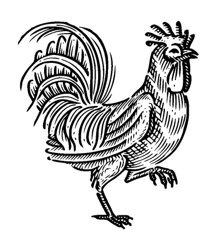 Walking Rooster Tattoo Meaning, PNG and SVG