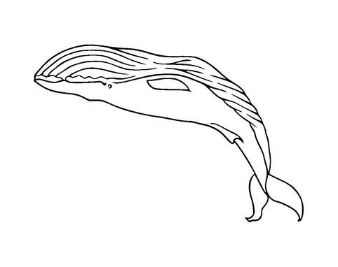 Whale Tattoo Meaning, PNG and SVG