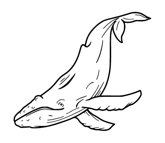 Whale Tattoo Meaning, PNG and SVG