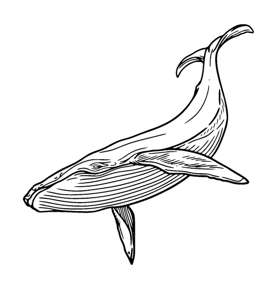 Whale Tattoo Meaning, PNG and SVG