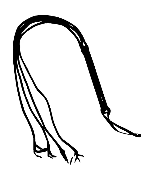 Whip Tattoo Meaning, PNG and SVG