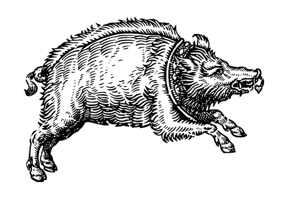 Wild Boar Tattoo Meaning, PNG and SVG