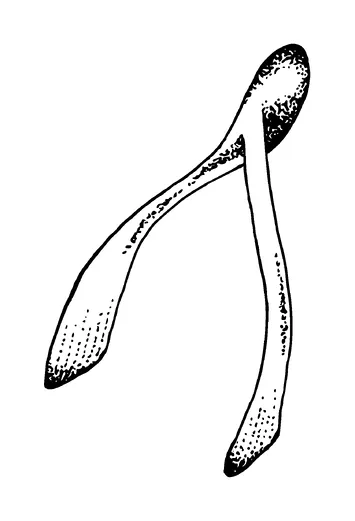 Wishbone Tattoo Meaning, PNG and SVG