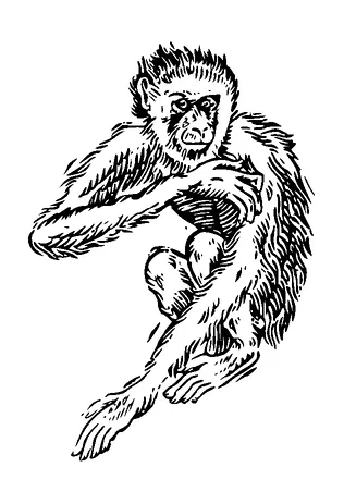 Monkey Sitting Tattoo Meaning, PNG and SVG